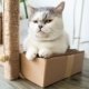 cat-on-cardboard-box