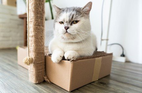 cat-on-cardboard-box