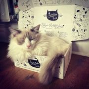 cat-in-bespoke-box