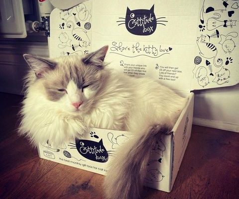 cat-in-bespoke-box