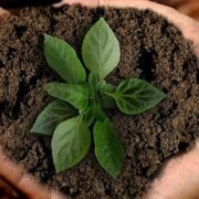 hands holding soil and plant