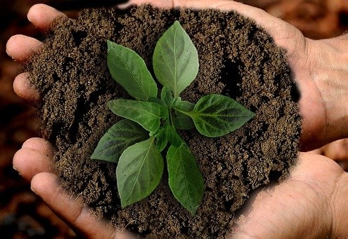 hands holding soil and plant