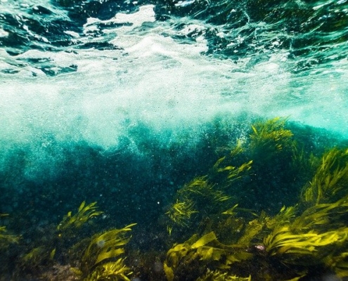 wave-crashing-on-seaweed