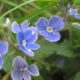 flowers-in-garden