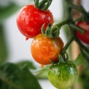 organic-tomatoes