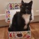 Cat-in-small-box