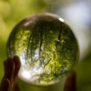 Trees-in-Crystal-ball