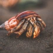 Hermit-crab-in-shell-on-beach