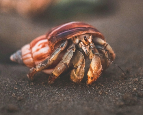 Hermit-crab-in-shell-on-beach