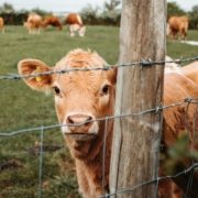 cow-in-field-looking-through-post-and-wire-fence