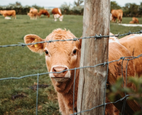 cow-in-field-looking-through-post-and-wire-fence