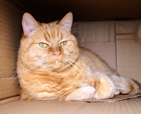 cat-using-cardboard-box-as-bed