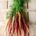 bunch-of-heritage-carrots